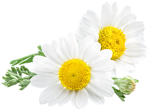 Chamomile