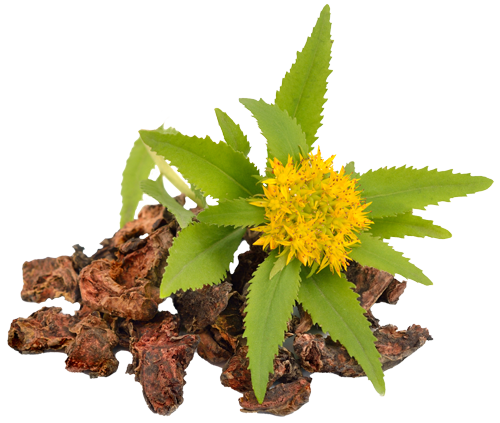 Rhodiola